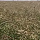 بذور رودس نظيفه