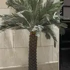 شجره زينه نخله حجم كبير حد 170 السعي على المشتري