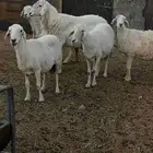 شياه حرية مع فحلها