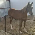 للبيع مهر عربي كفو مع البل والسعر مناسب جدن
