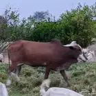 بقره قروووب السن رباع مشروطه