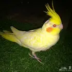 فرخين كروان باكستانيه ( تم البيع )