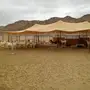 بيشيات صنف مع المراح كامل للبيع 