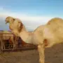 فحل اوضح هدي وطيب