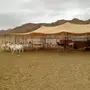 بيشيات صنف مع المراح كامل 