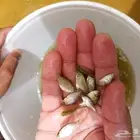 موجود زريع وحيد جنس وعرض خاص للكميات
