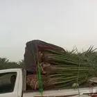 السلام عليكم ورحمه الله وبركاته نخل طيب متواجد في مكه