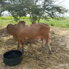 ثور فحل مشروط