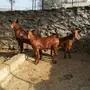 ابها - تيوس دهم مخصاه