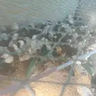 صيصان دجاج بلدي للبيع العدد. 200 العمر شهر