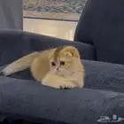قطة للبيع