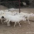 ضان غنم شهران