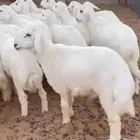 ذبايح للبيع تابي و تمارا حري نعيمي