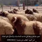 نعيم ونجدي وحريات في الدمام حياكم الله جميعا