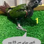 فروخ كنيور
