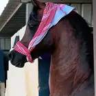إيواء عسف خيل