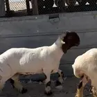 جذع نعيم طيب