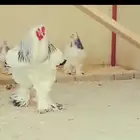 دجاج براهما كولومبي