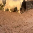 معزاء مشاريك مصري خصم
