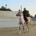 حصان واهو فاخر