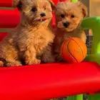 ملتيبو مكس بودل