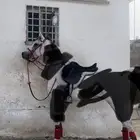 طقم خيل احمر