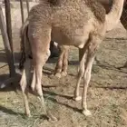 قعود كفو عمره 4 شهور