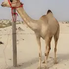 بكره حقه طيبه ( هجن )