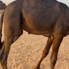 قعود فل شحم وطيب