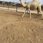 للبيع جذعه ماخض