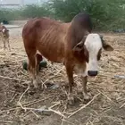 ثور بلدي