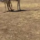 للبيع عشرا كفو تحتها بكره