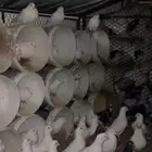 حمام 25 جوز فرنسي صحه شرط عشه وحده