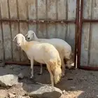 ضان وفحل حري للبيع