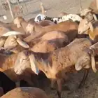 طليان سواكن للبيع