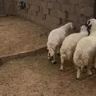 خمس رخال نعيمي فل شحم