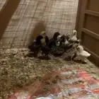 صيصان