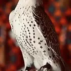 تاجير صقور تاجير خيام تامين الحرفيين وكافة مستلزمات الايفنت