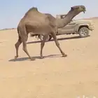 دبياني