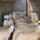 السلام عليكم ورحمة الله وبركاته طليان للبيع حق مناسبات موج