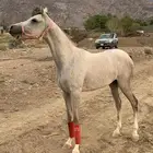 مهر أصيل فاخر