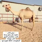 خفوت هجن بكر سابق بيدها