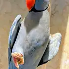 درر ذكر وانثى ( أزرق و خضراء) للبيع
