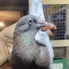 حمام بكستاني