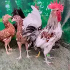 دجاج ماكنتوش عربي