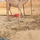 حواره نوعيه فاخره VIP