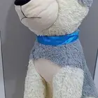 هاسكي لطيف