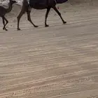 ناقه مجهم طيبه