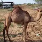 قعود للبيع