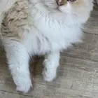 قط للتبني انقورا تركي